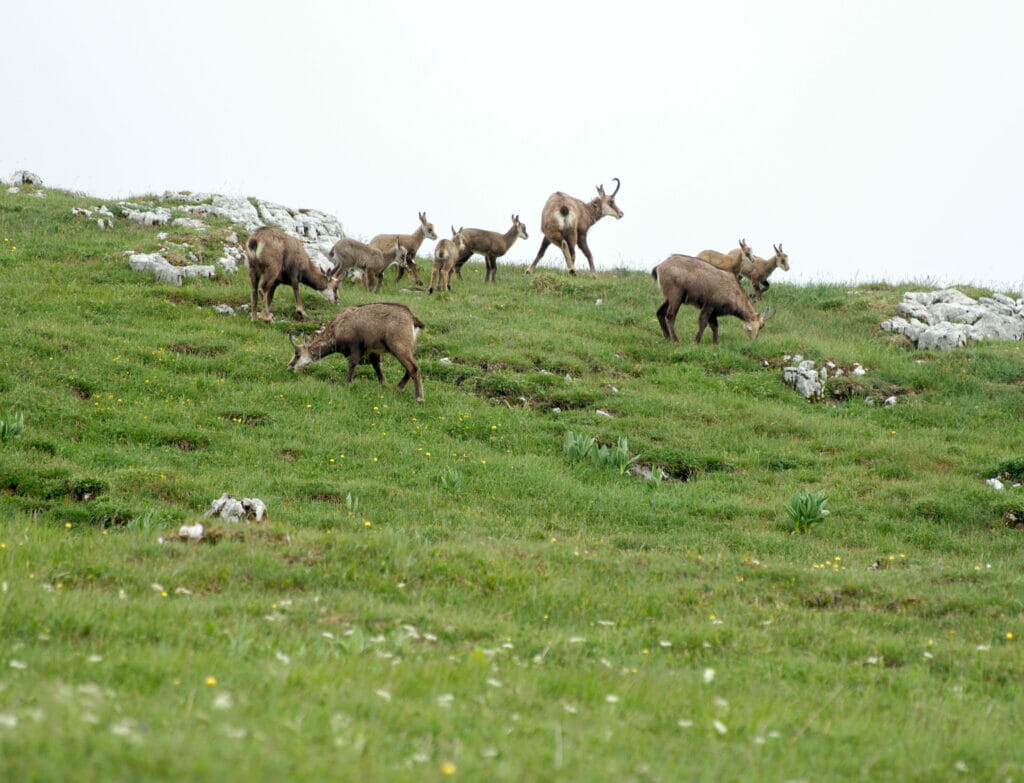 chamois chasseron