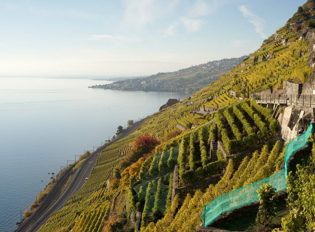 les vignes du dezaley