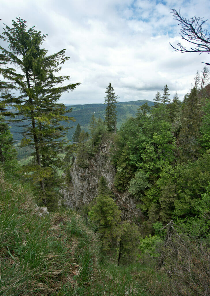 la forêt au dessus de vallorbe