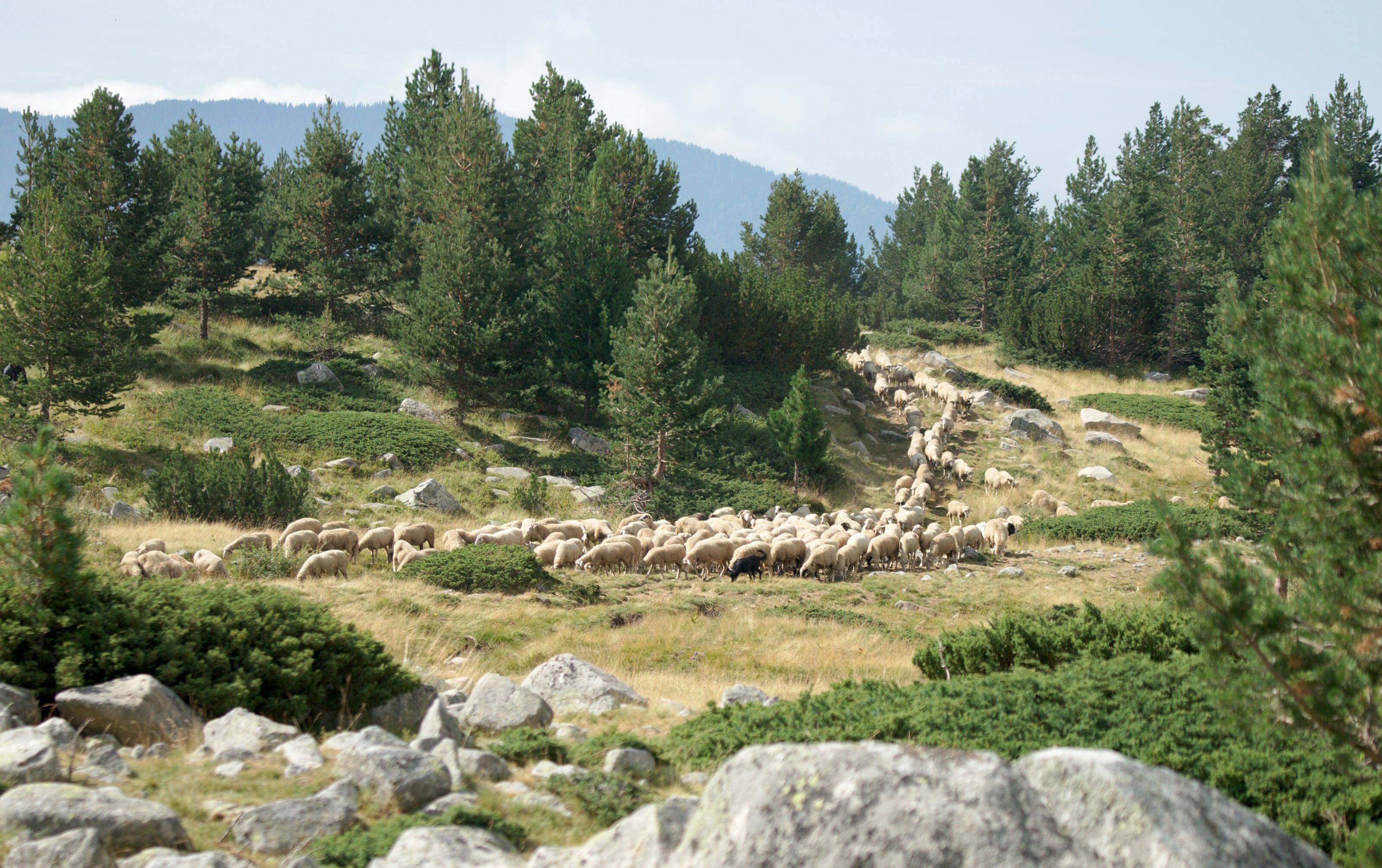 troupeau de mouton en bulgarie