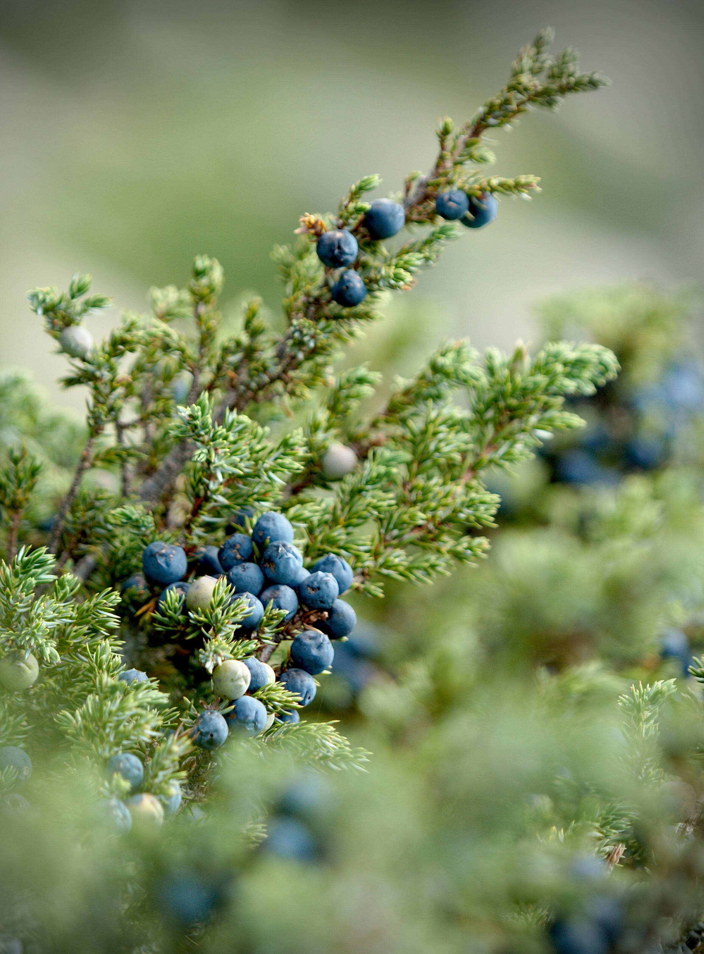 arbustre à fruit