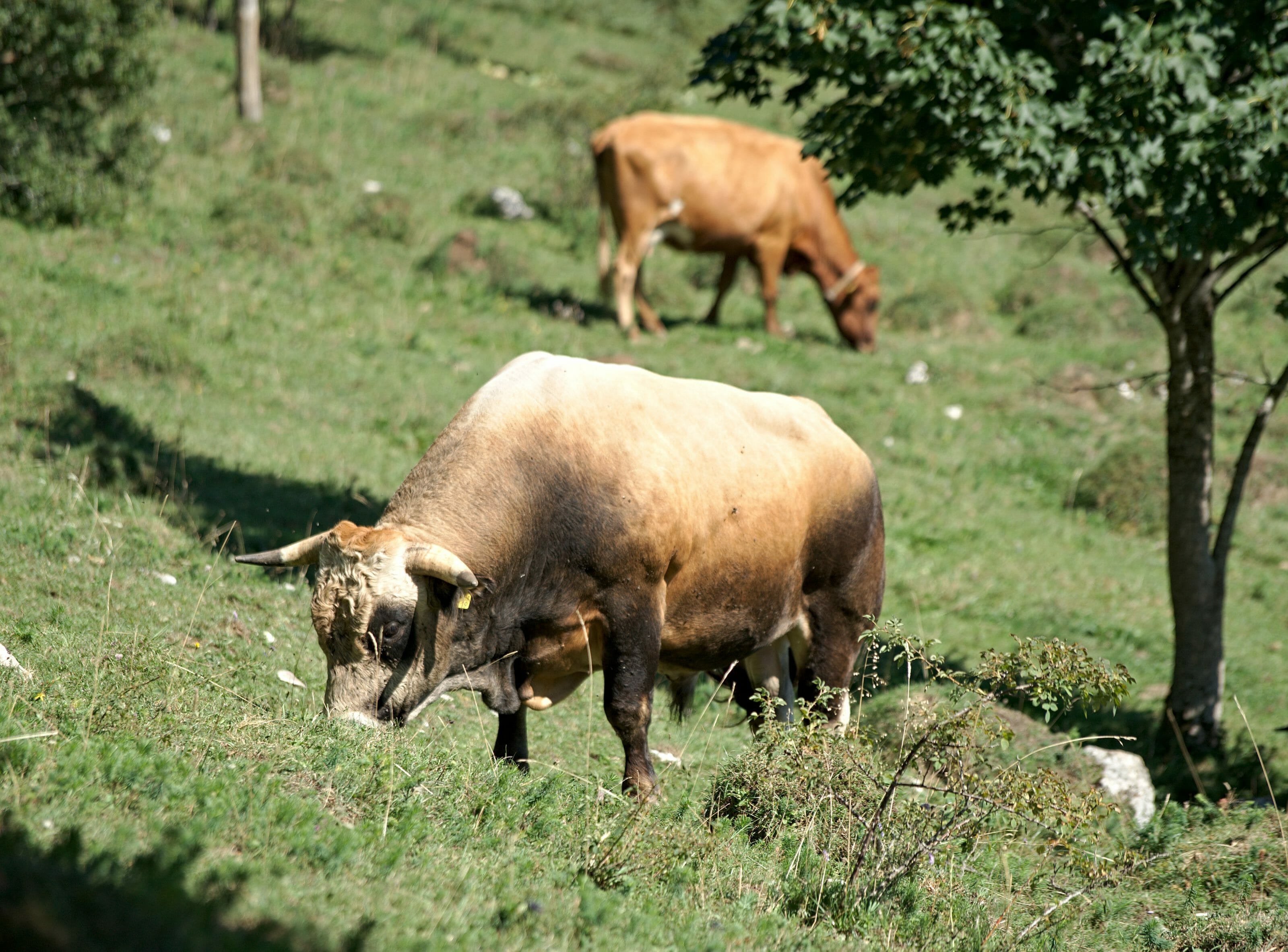 bulls in switzerland