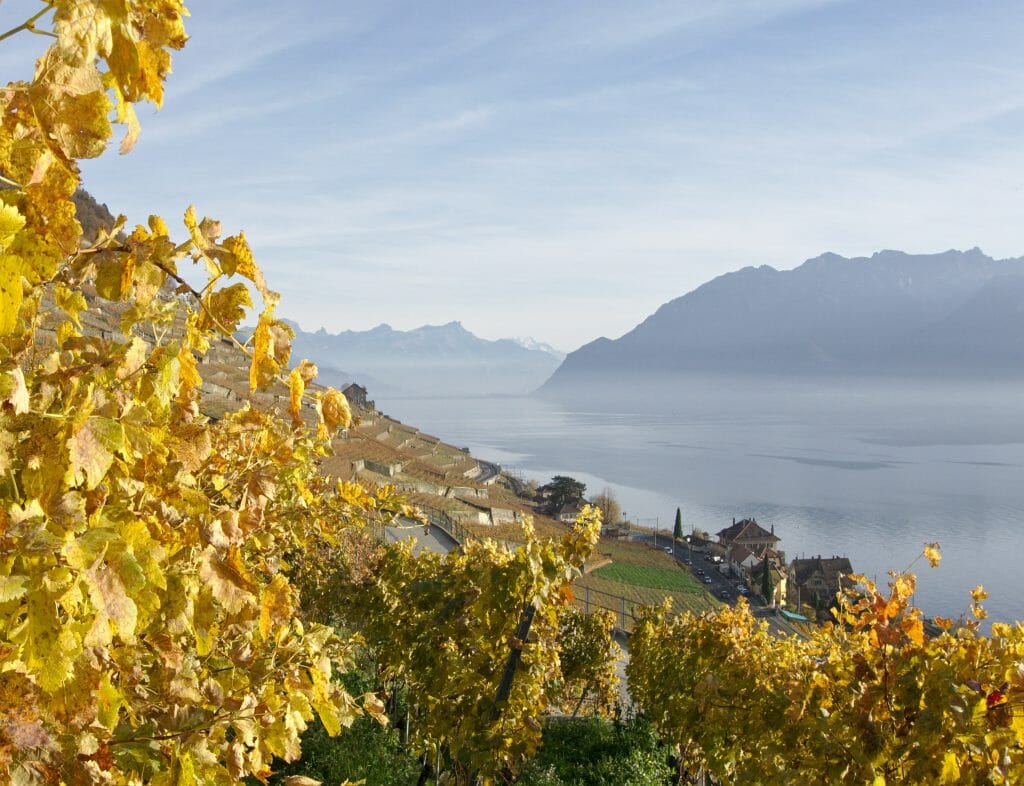 les vignes en lavaux