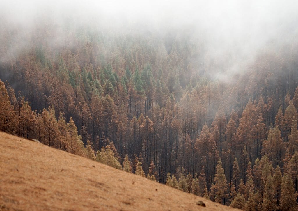 incendie canarie