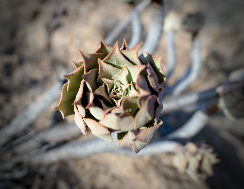 fleur