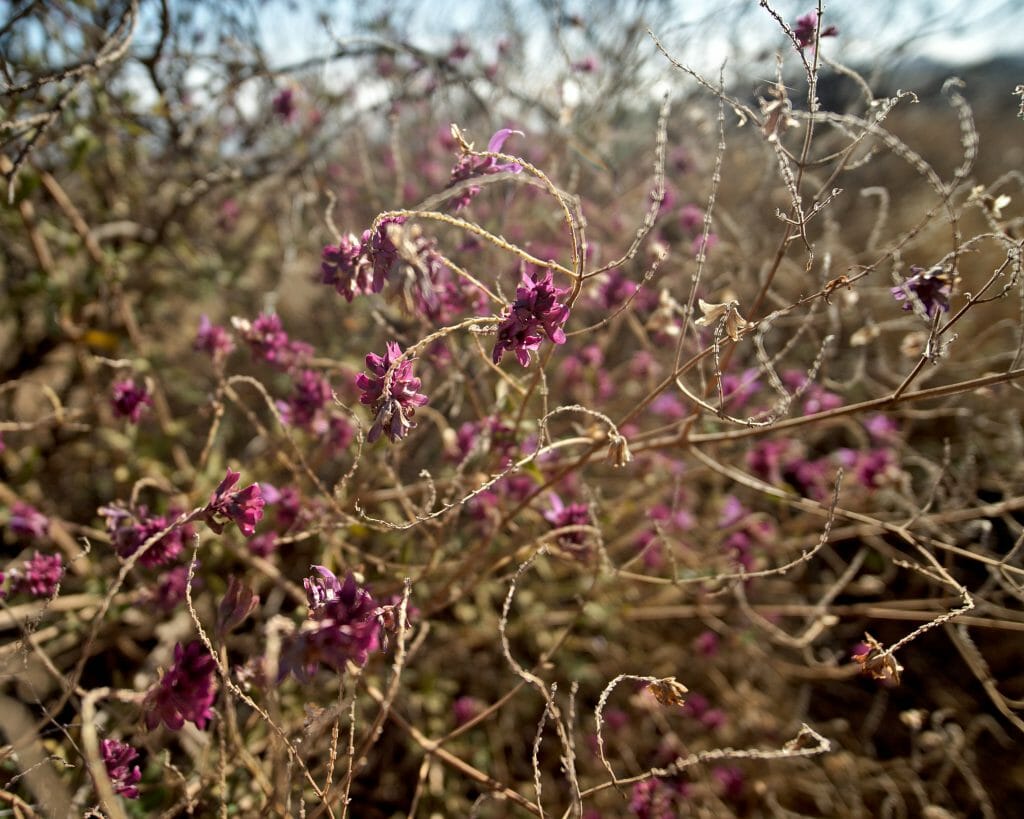 fleurs sur gran canaria