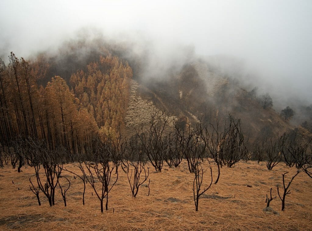 arbres brules