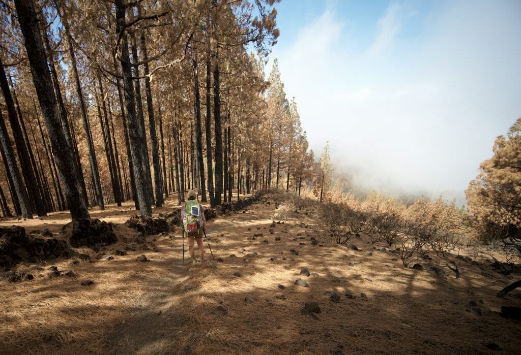 incendie grande canarie