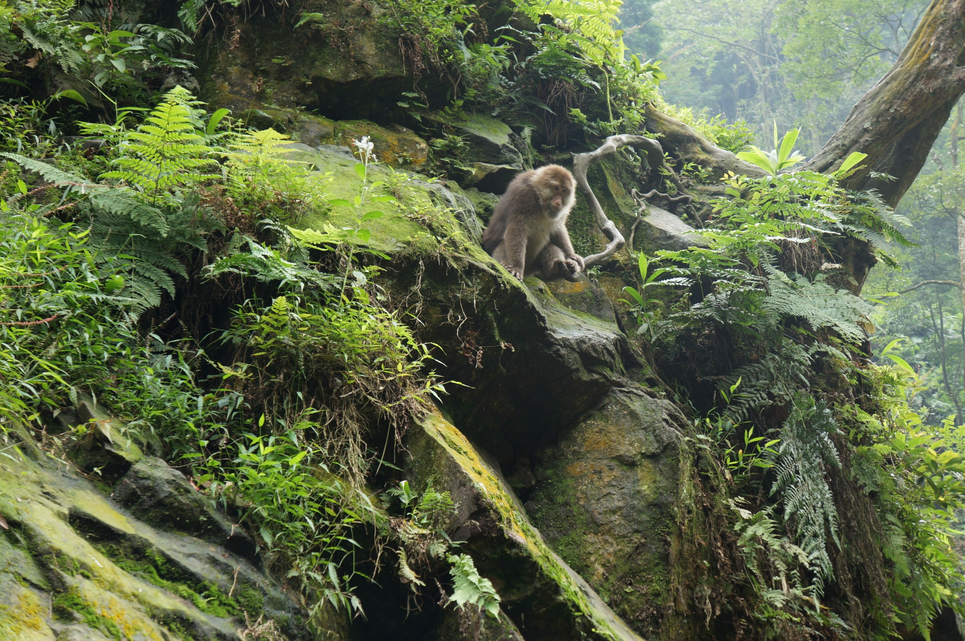 singe mont emei