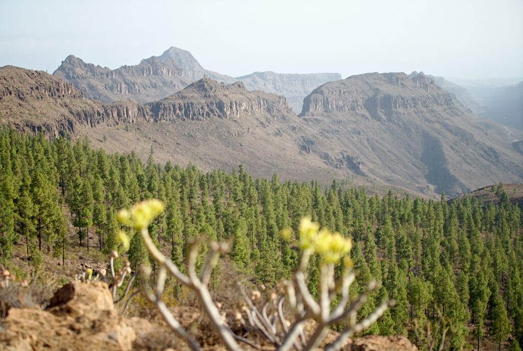 paysages canaries