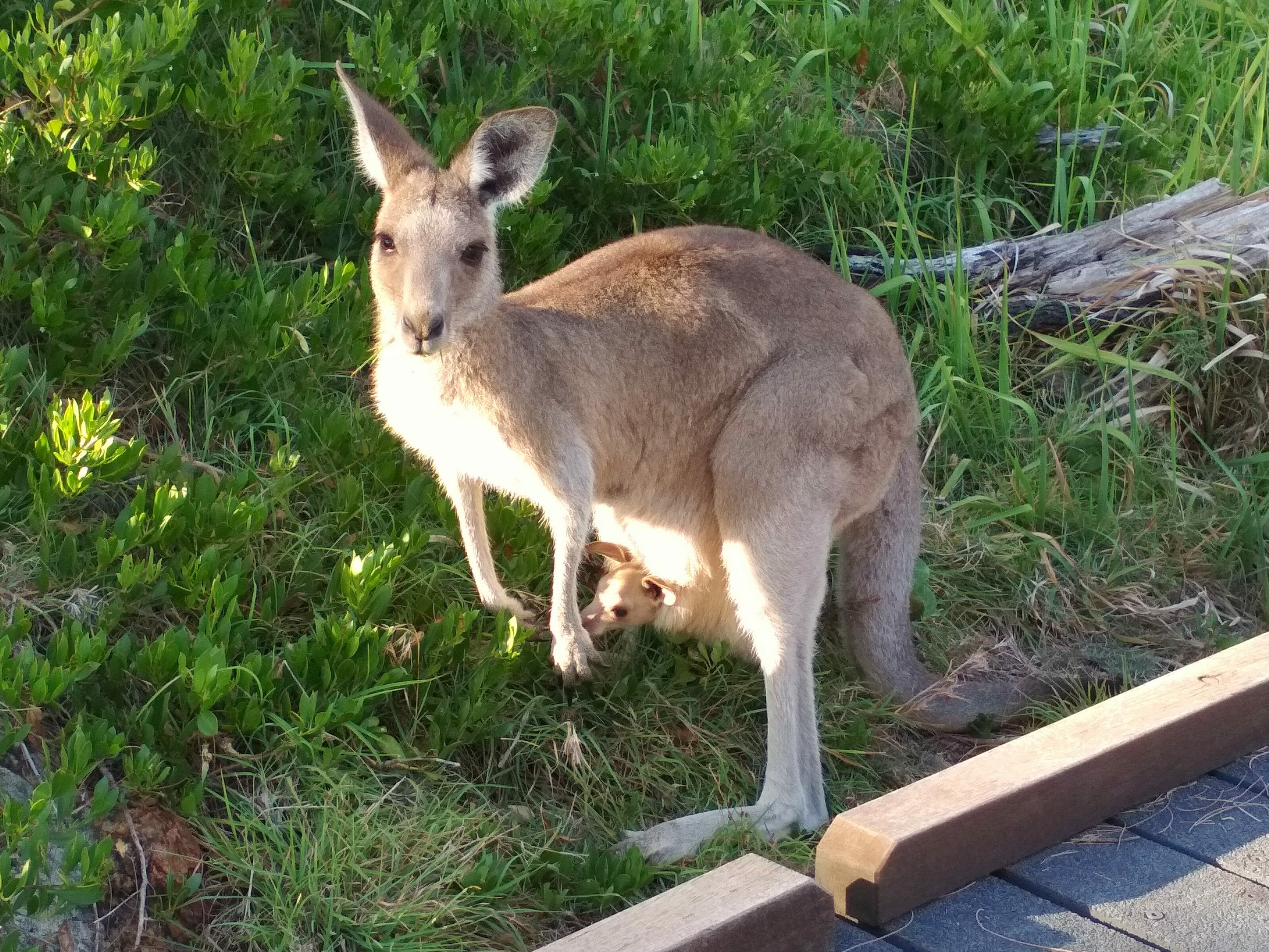 kangourou en Australie Brisbane