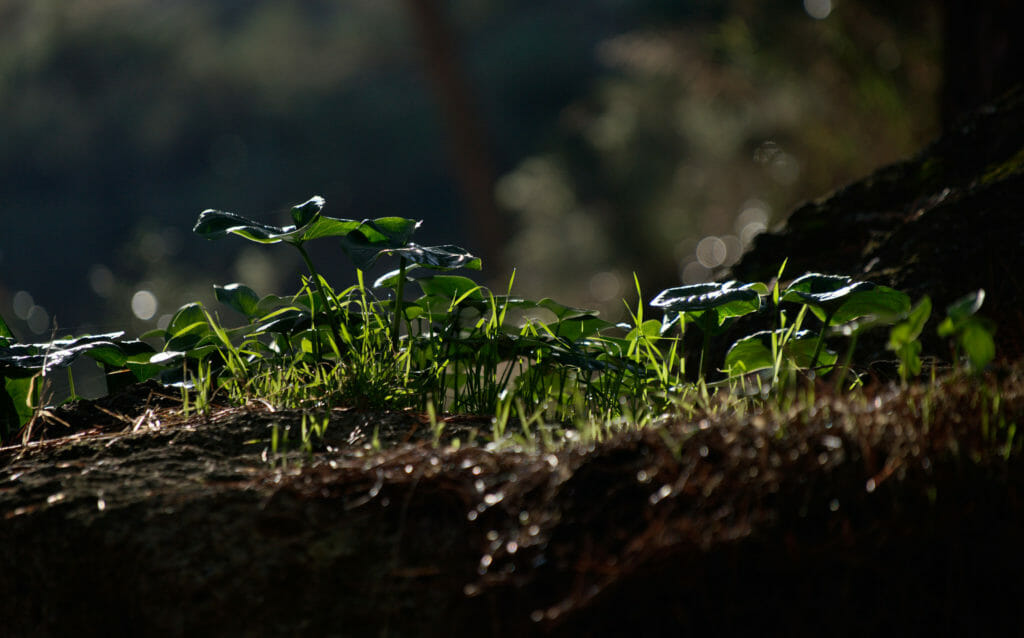 nature, photo macro