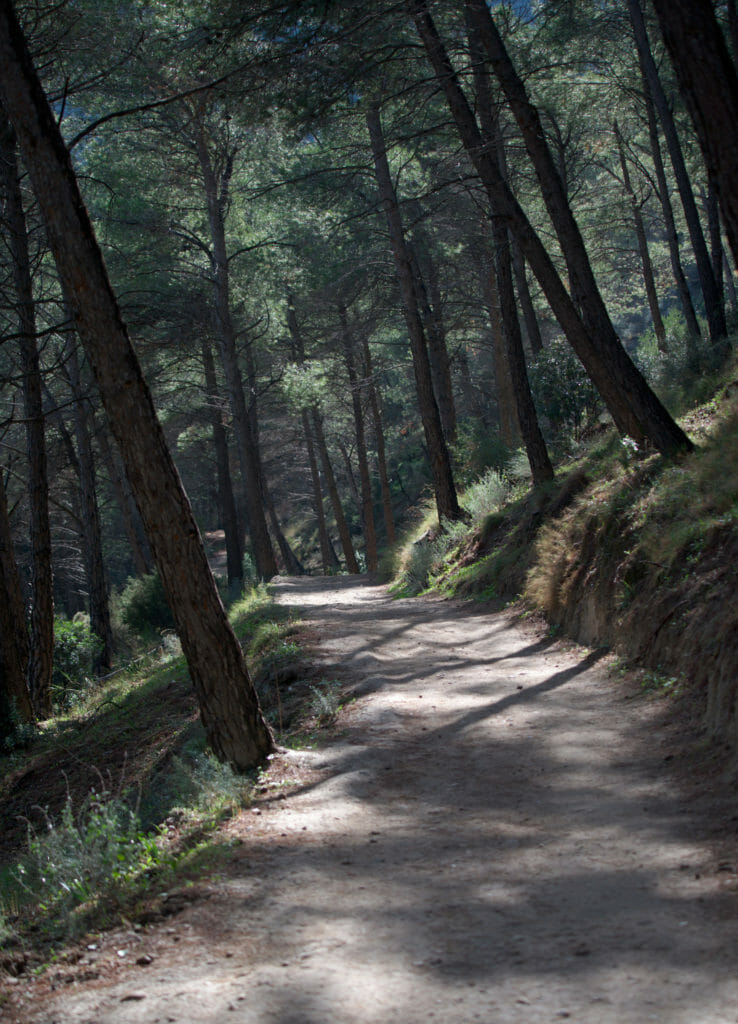 chemin de forêt, espagne