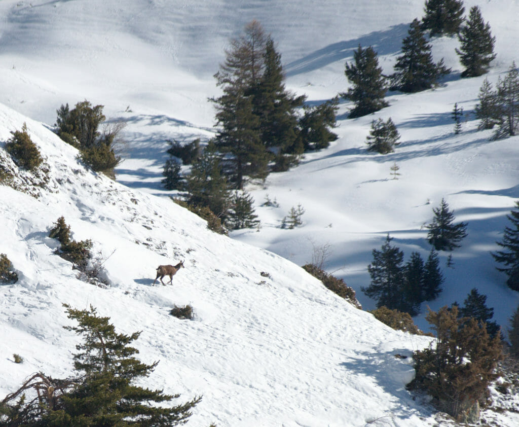 chamois vers Cervières