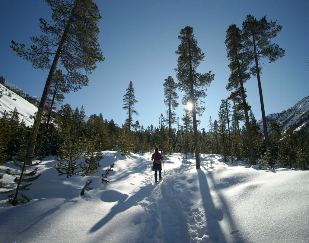 la forêt au-dessus de Cervières