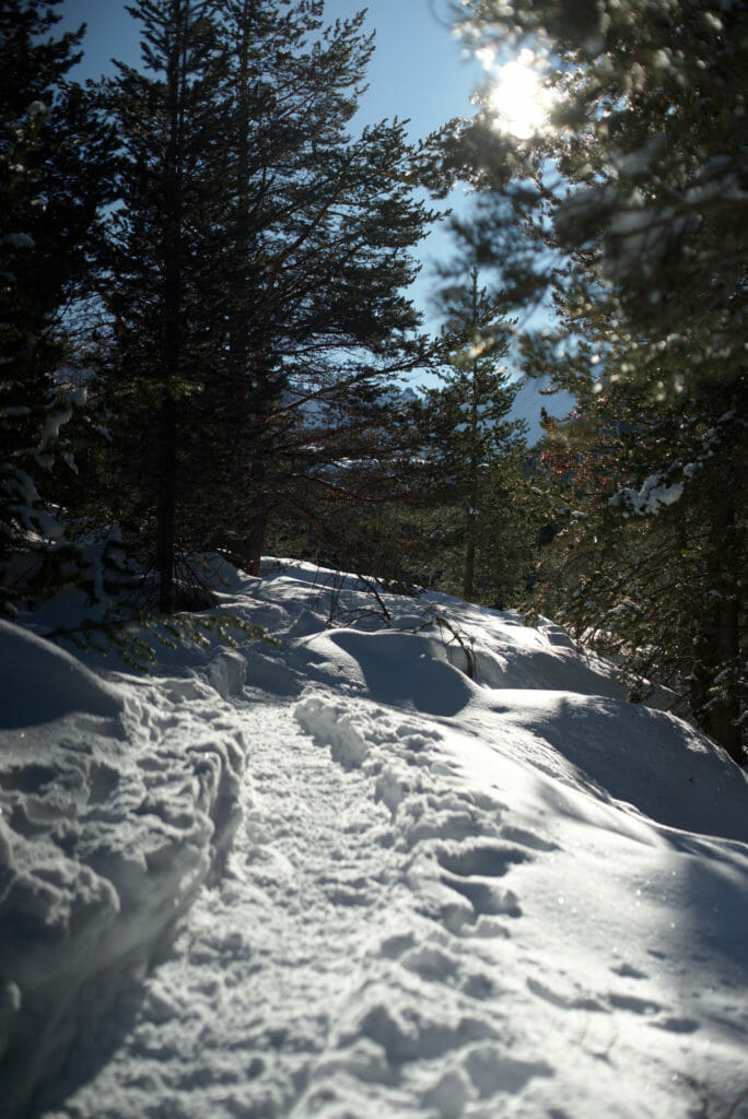 rando en raquettes à travers la forêt