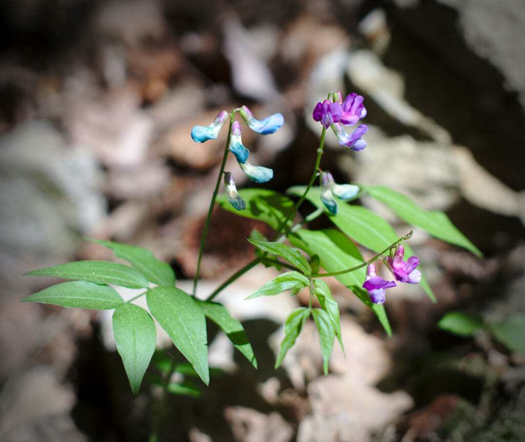 fleurs du chablais