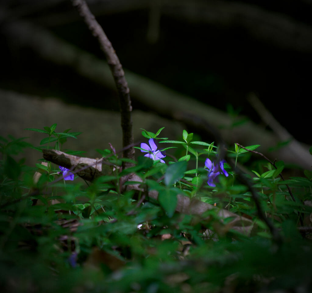 fleurs chablais chalavornaire