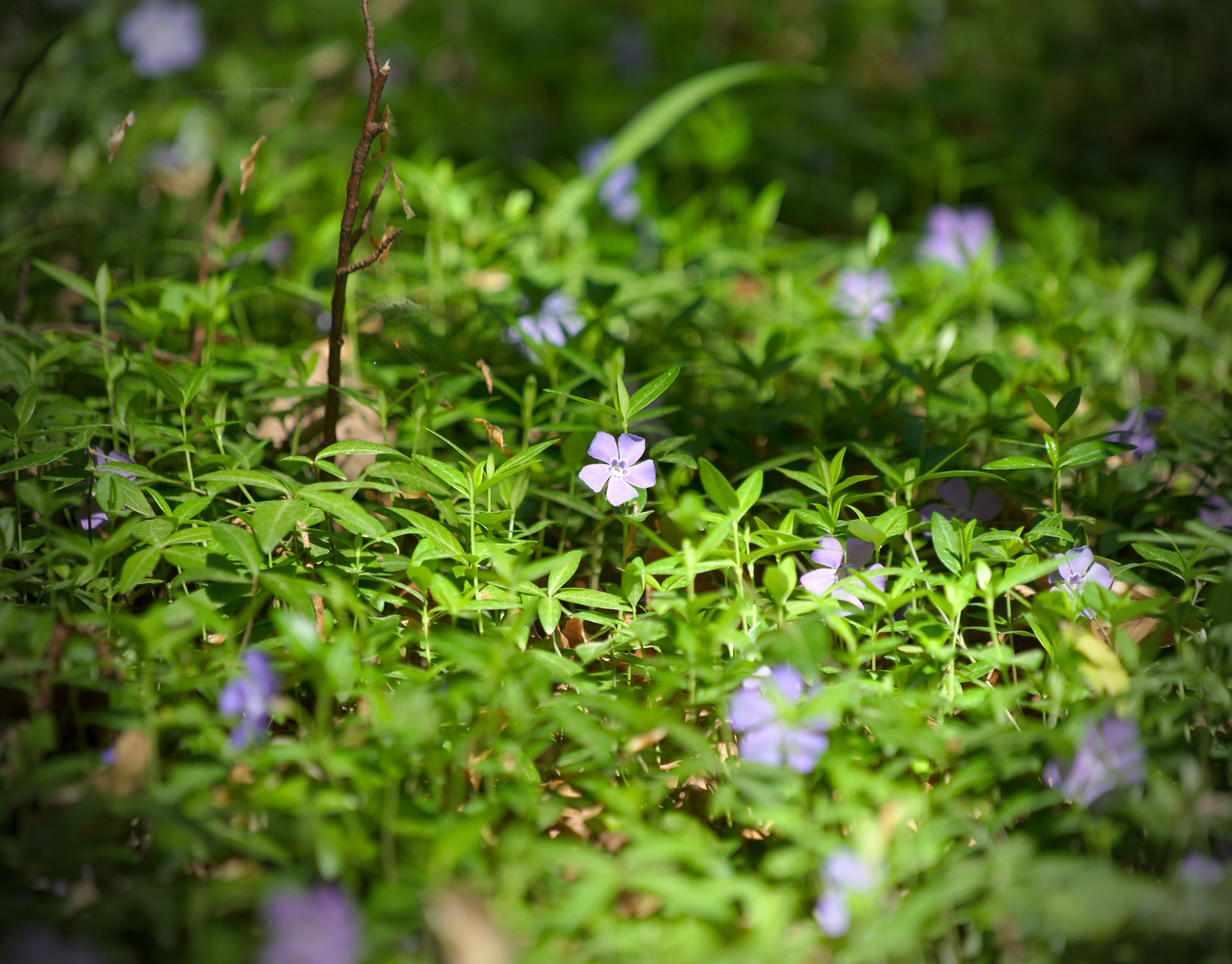 printemps chalavornaire Chablais