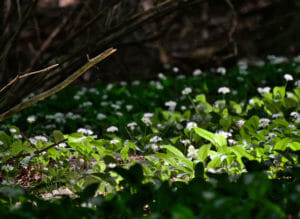 ail des ours en forêt