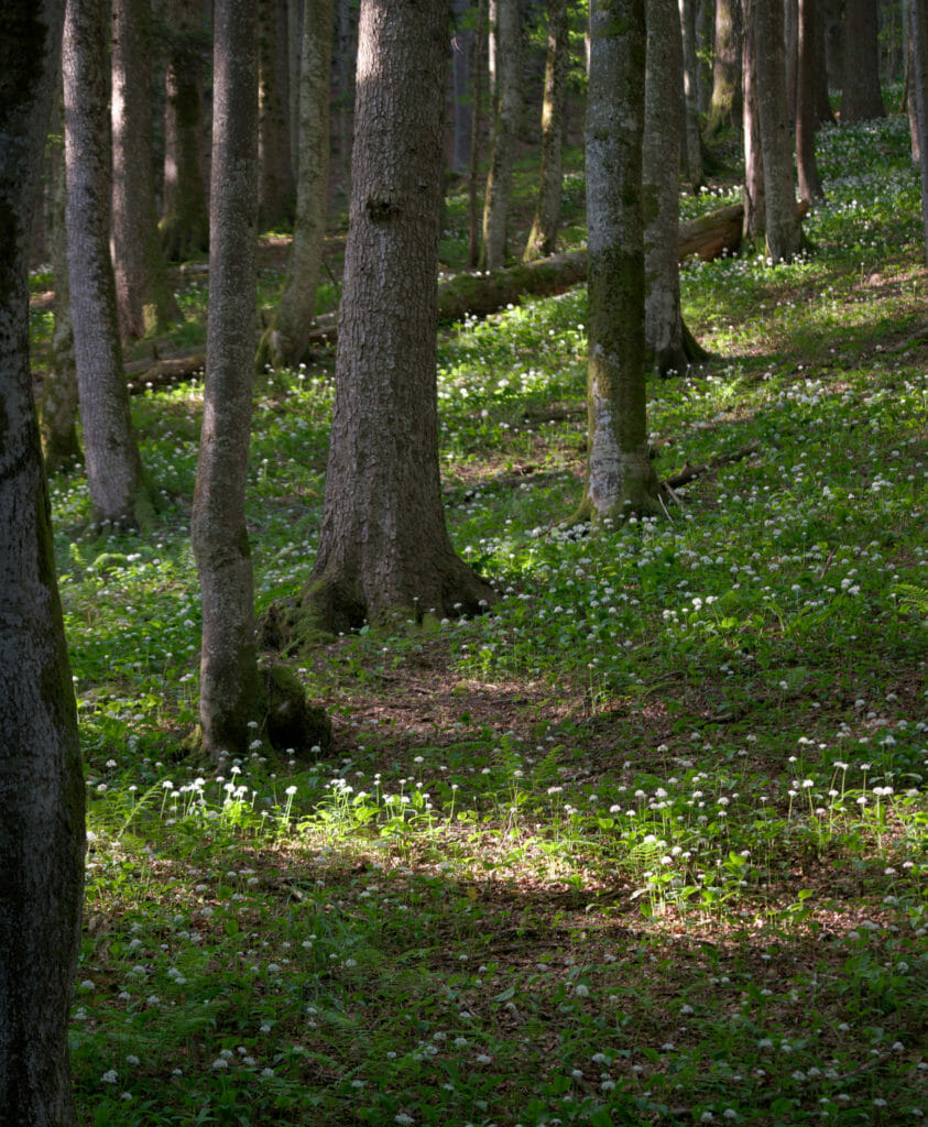 ail des ours en forêt