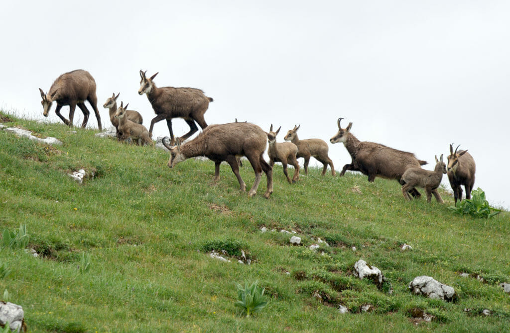 chamois au Chasseron