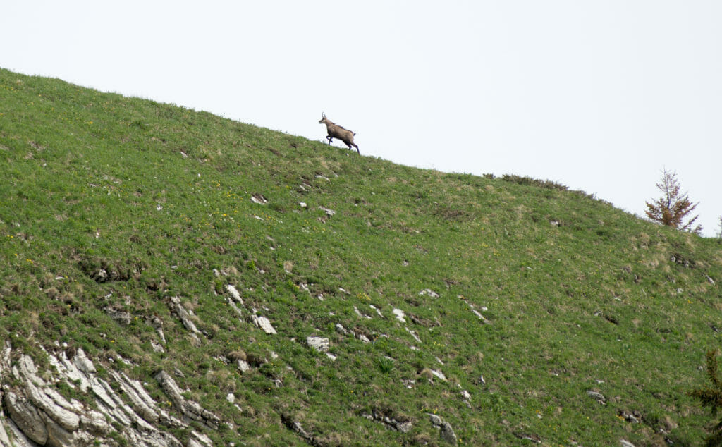 chamois à malatraix