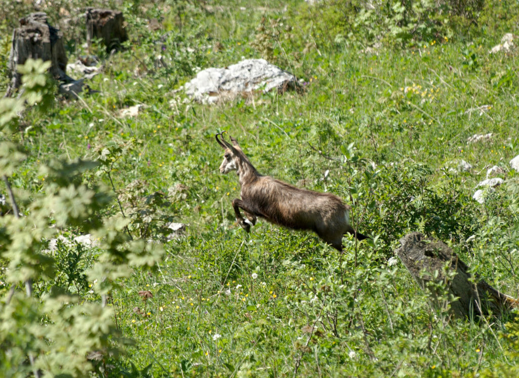 chamois suisse