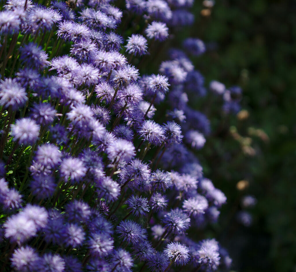 fleur alpine