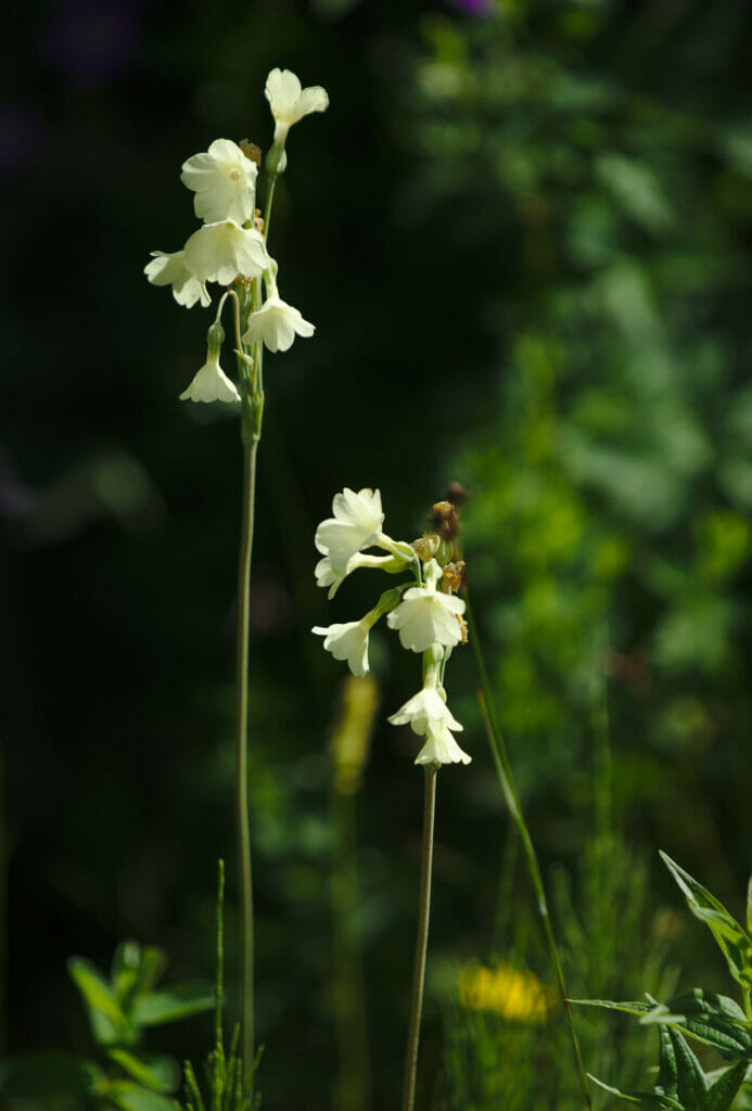 fleur blanche