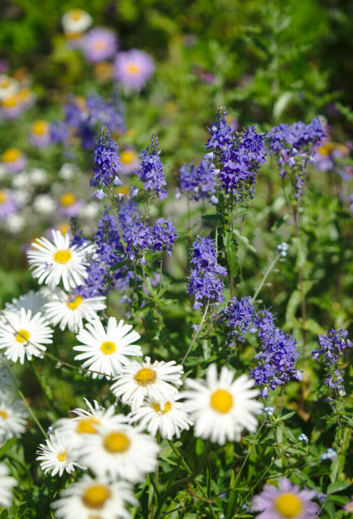 fleurs de montagne