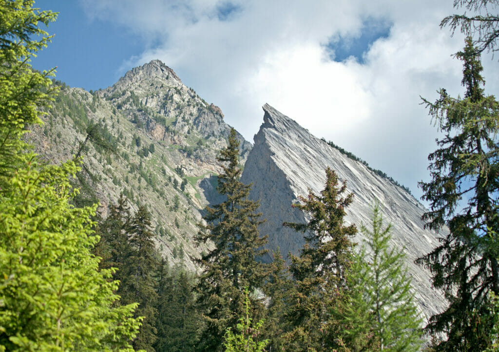 la li blanche catogne