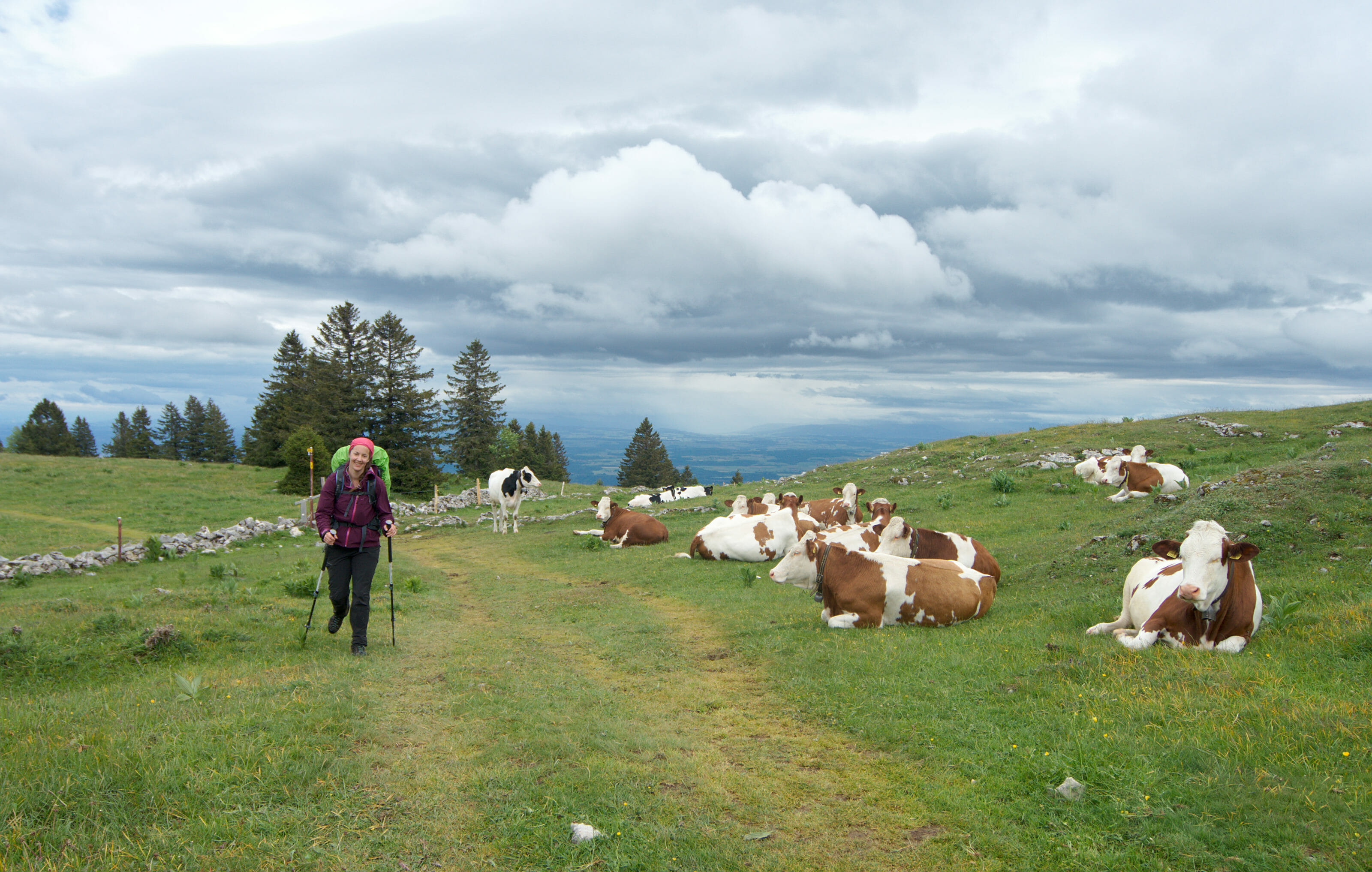 traversée de troupeau en randonnee