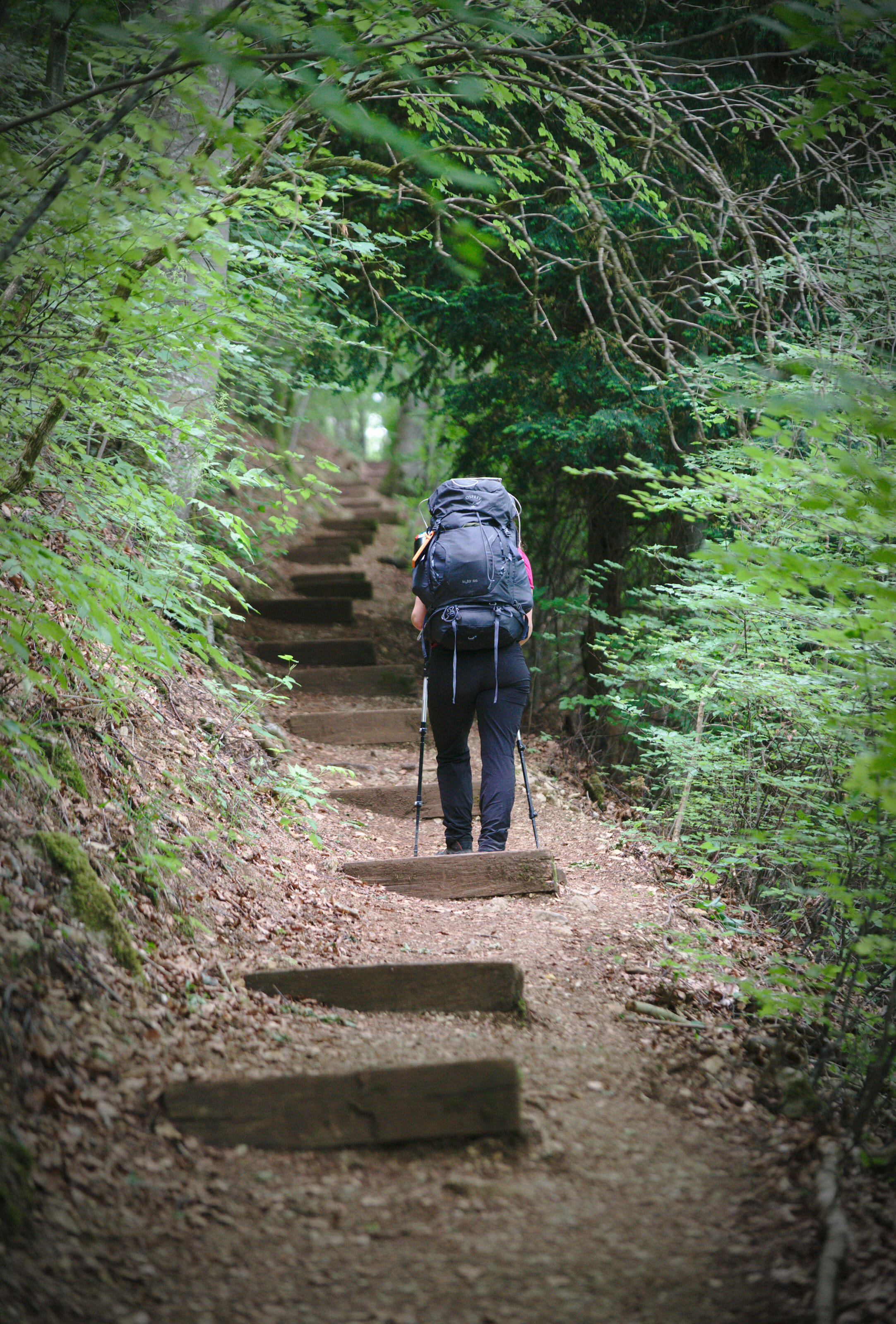 sentier en forêt