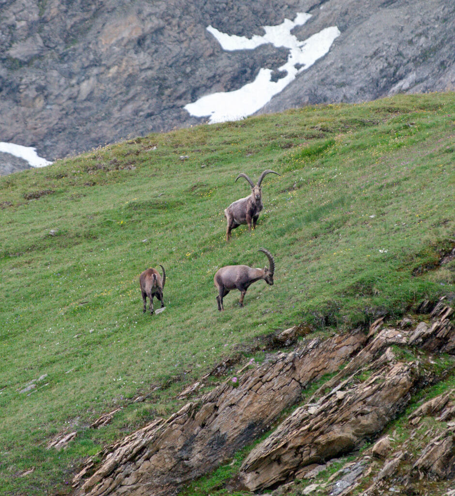 bouquetins montagne