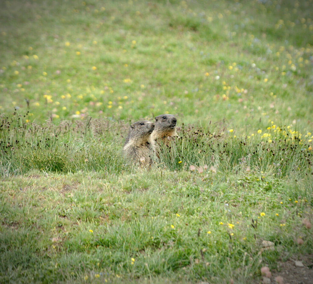 couple de marmottes