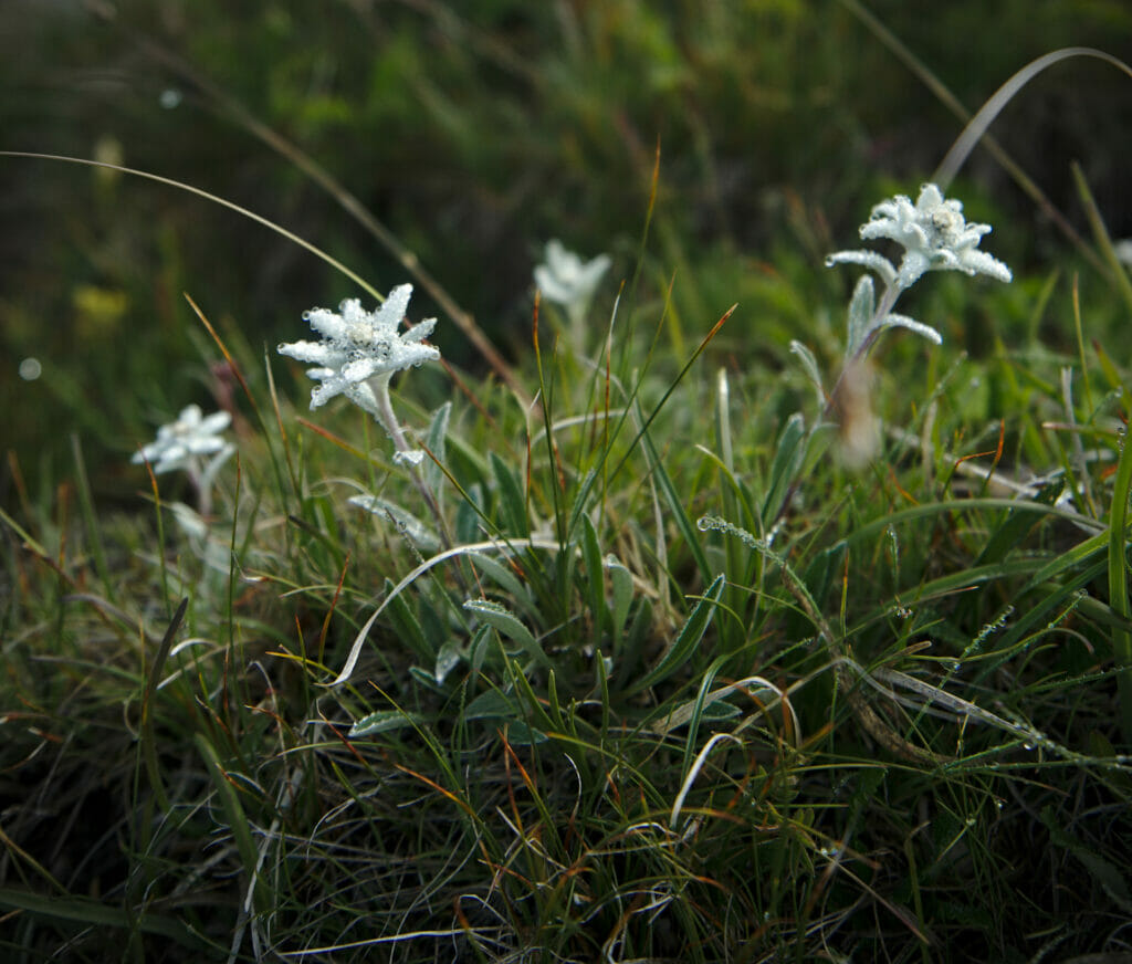 Edelweiss en montagne