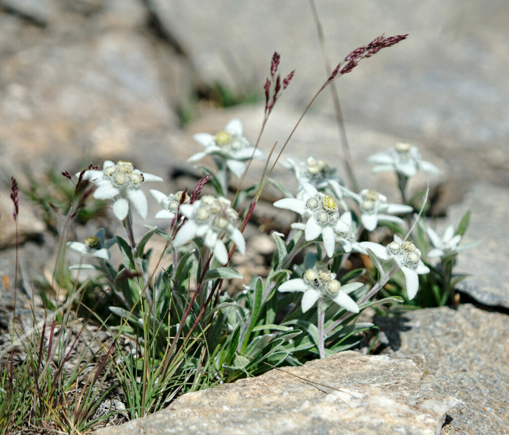 edelweiss