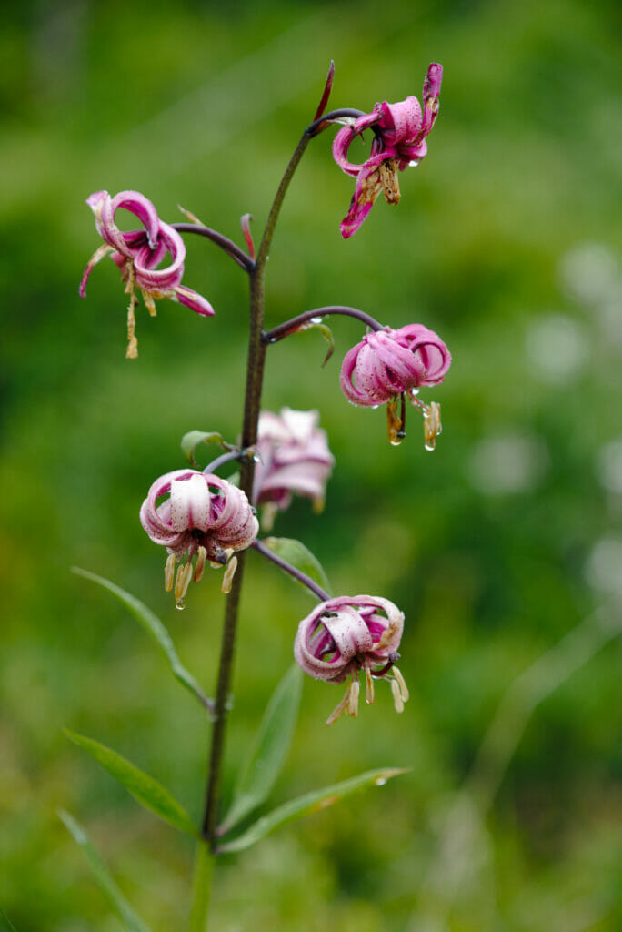 fleur de montagne