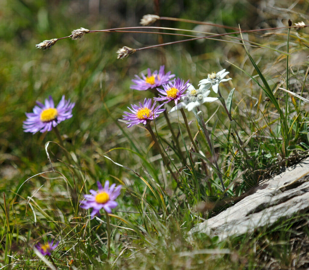 fleurs de montagne