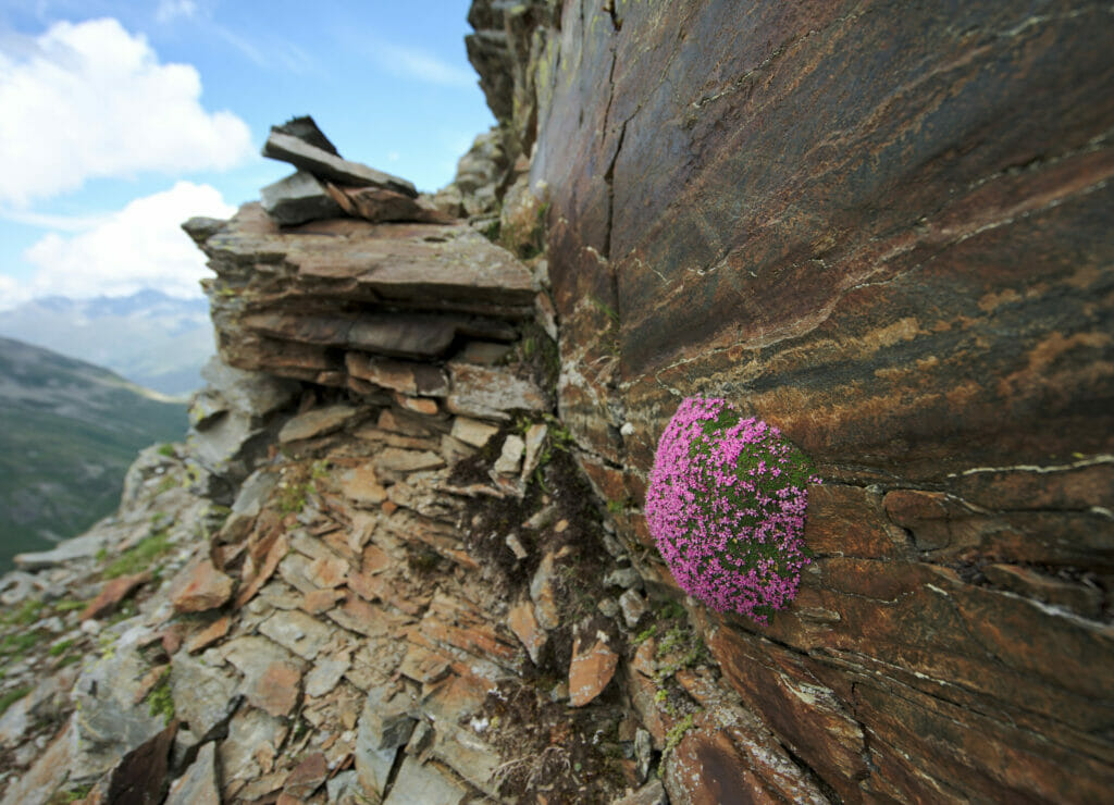 fleurs dans la roche