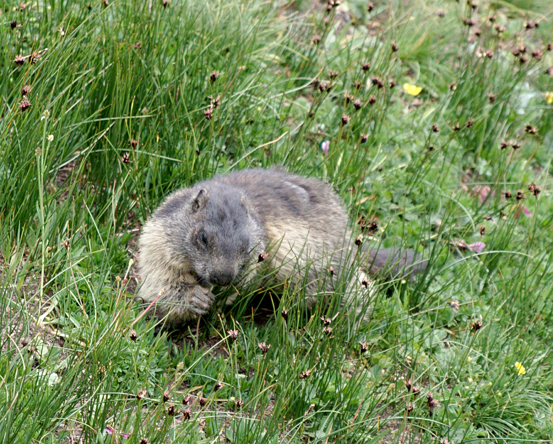 marmot