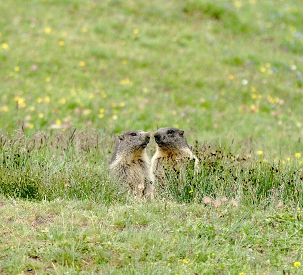 marmottes