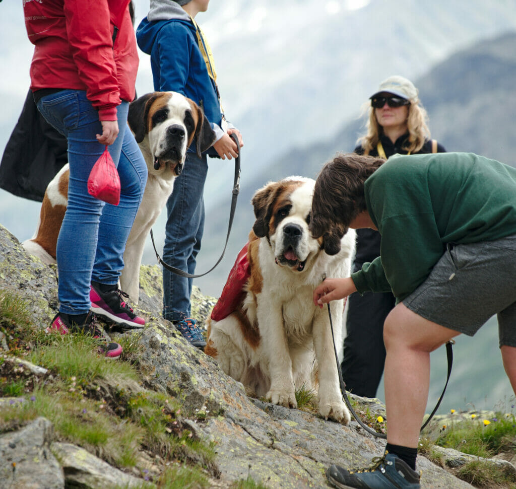 saint-bernard