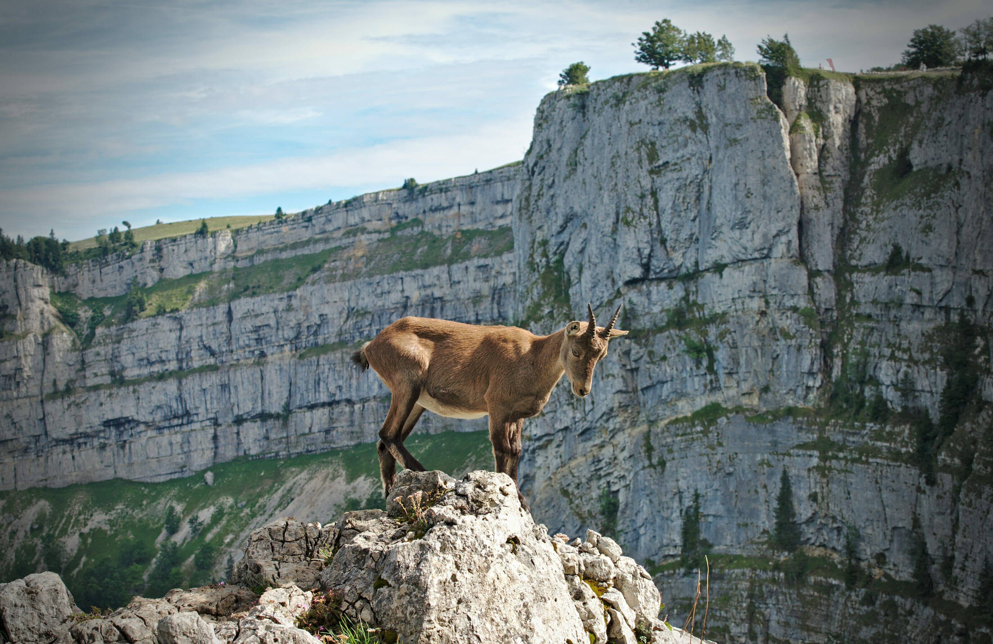 creux du Van bouquetin