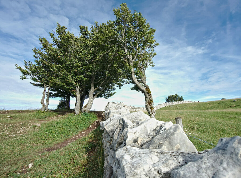 mur en pierres sèches creux du Van