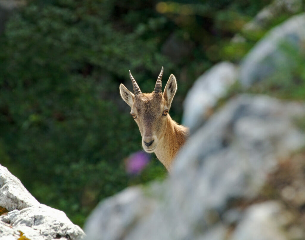 étagne au creux du Van