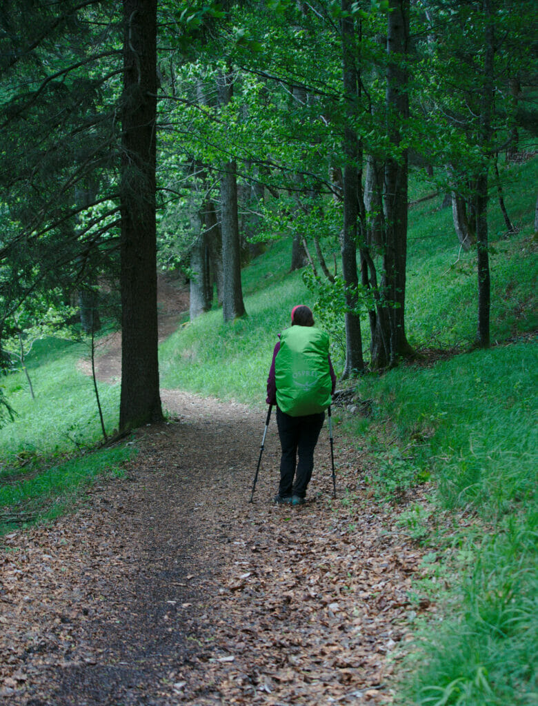 les forêts du Jura