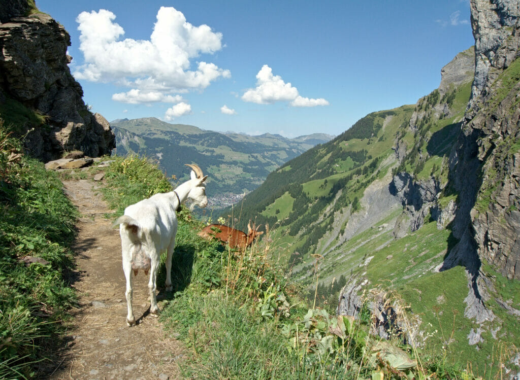 chèvres du pas d'Encel