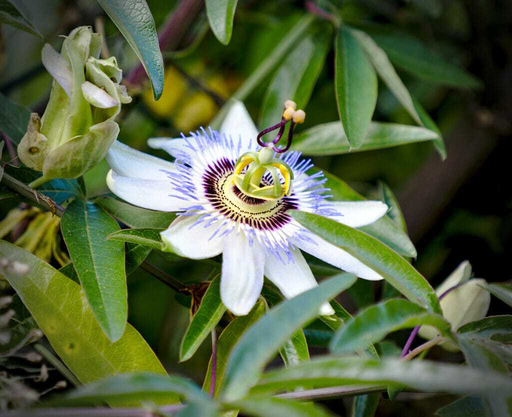 fleur du piémont